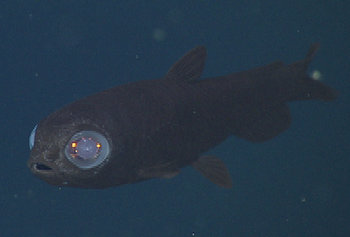 Bathylagus (owlfish)