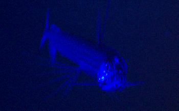 Blue light is cast upon the viperfish, Chauliodus macouni, to look for evidence of telltale fluorescence indicating light organs. We observed fluorescence in a close relative of this fish during our recent research mission to the Gulf of California, but we did not see anything glow on this viperfish. Steve is still working on the correct configuration of the blue LED array, so we will try again another day.