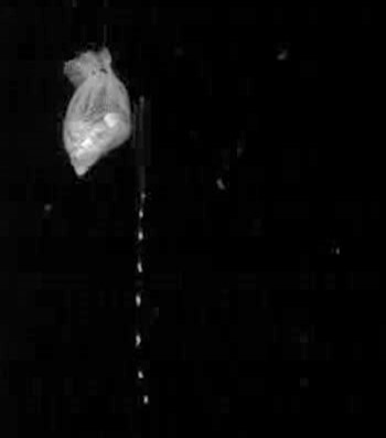 Nanomia caught with the automated camera system. (There is a bait bag hanging to the left of the siphonophore.)