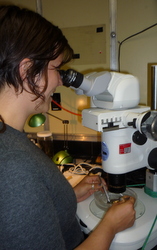 Freya Goetz observes Nanomia bijuga under the microscope.