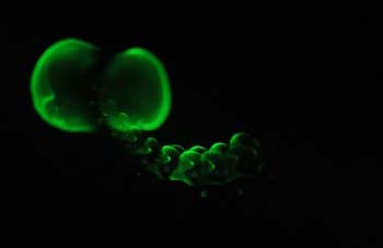 Dazzling fluorescent display from the siphonophore Lilyopsis fluoracantha.