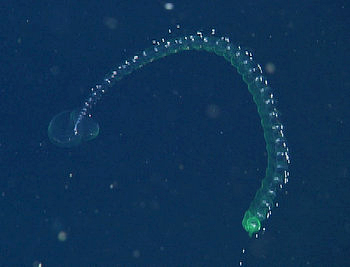 The beautiful green siphonophore, Lilyopsis fluoracantha, was described by Steve and his colleagues in 2005. It exhibits brilliant green fluorescence under blue light conditions.