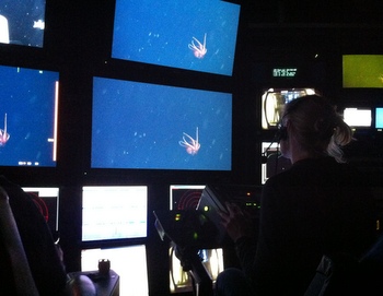 Lynne Christianson in the control room looking at Octopoteuthis deletron.