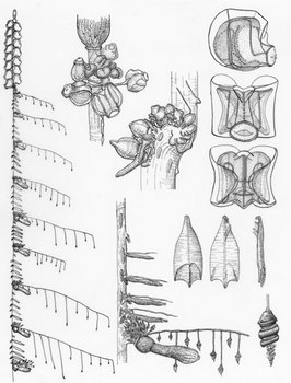 Freya Goetz created this amazing scientific illustration showing the morphology of the siphonophore, Nanomia bijuga. The full animal is down the left side. The right side shows close up detail for different functional parts of the animal.