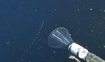 The ROV captures a Nanomia bijuga using the suction sampler.