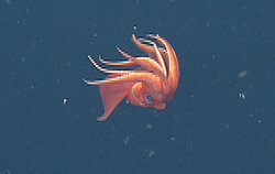 Octopoteuthis deletron, the octopus squid.