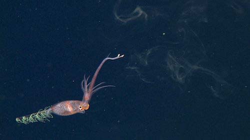 A bioluminescent squid, Planctoteuthis, inks and swims away from the ROV.