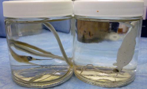 A juvenile snipe eel and a glass squid from the tucker trawl will be taken back to Brown University for further observations.