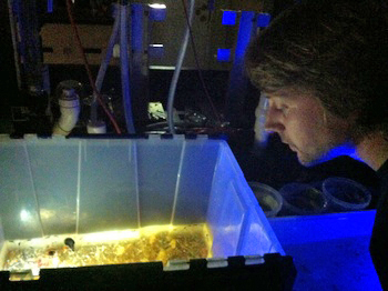 Zach Kobrinsky sorts through a bucket of animals brought up in the trawl, looking for bioluminescent animals to photograph.