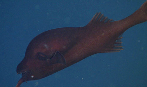 Today was the first time we have ever filmed this species of Gigantactis (whipnose anglerfish) with MBARI's ROVs. The natural orientation for this fish is what we might consider upside down.