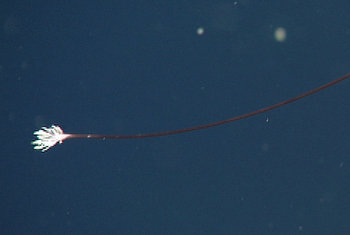 The tip of this anglerfish's lure is