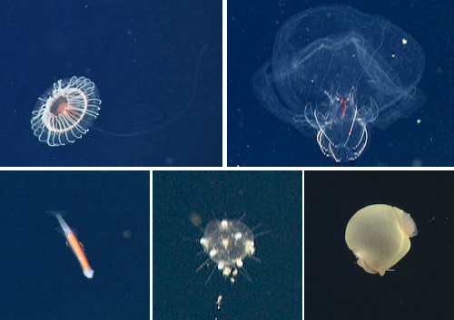 Some of the bioluminescent animals observed during today's dive. Clockwise from upper left: Atolla, Bathocyroe, Chaetopterus pugaporcinus, Tuscaretta globosa (radiolarian), and Caecosagitta macrocephala.