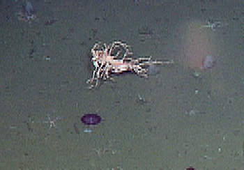Does this look like an animal to you? It is the remains of a balloon lost at sea.
