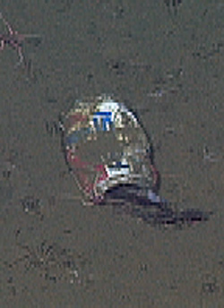 A soda can sitting on the bottom of the ocean.