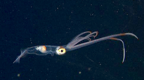 The swordtail squid, Chiroteuthis calyx.