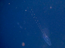 This cydippid exhibits brilliant blue bioluminescence.