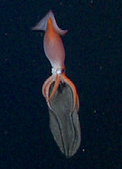 A brooding midwater squid—Gonatus with her egg sac.