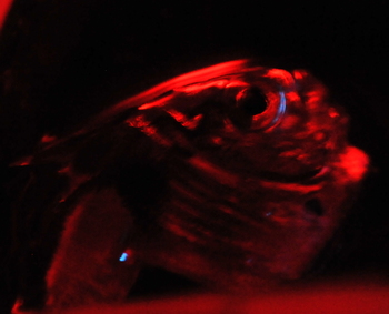 Blue light shines from photophores under the hatchetfish's eye and near its tail. In the lab, the animals are kept under red light because they are not used to white light and it may affect their bioluminescent capabilities.