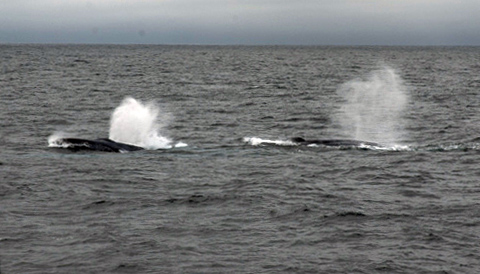 Today we were visited by some humpback whales that appeared to be feeding on the surface.