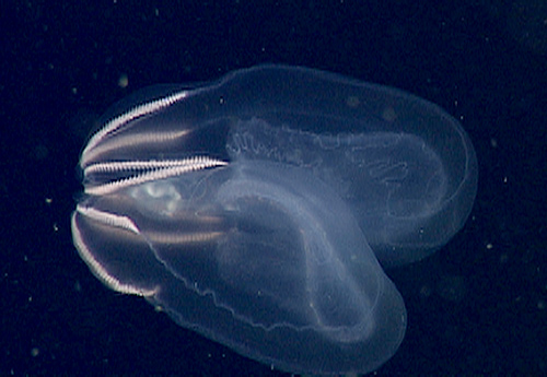 Another undescribed species, this ctenophore lives just above the ocean floor.