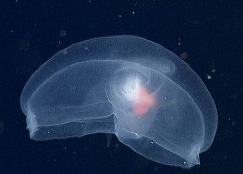 The marvelous mystery mollusc is a species currently being described by the midwater research group.
