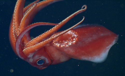 Octopoteuthis deletron.