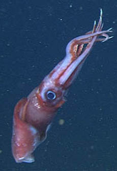 octopoteuthis2