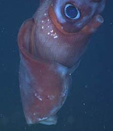 octopoteuthis2_closeup