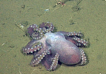 A benthic octopus collected by the MBA for evaluation for exhibit potential.