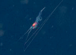 The subject of today's MRS experiment, a midwater Sergestes shrimp.