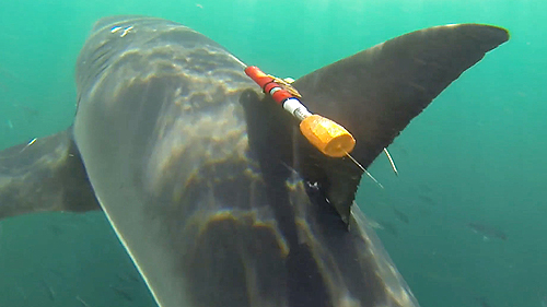 Close view of shark-cam tag