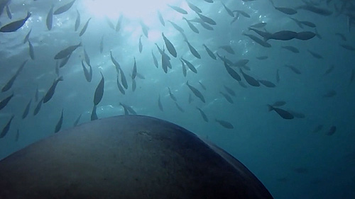 Shark-cam POV