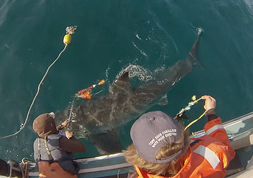 Attaching a shark-cam tag