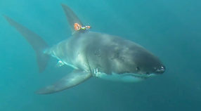 Prototype shark-cam tag