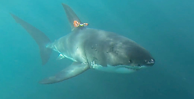 Prototype shark-cam tag