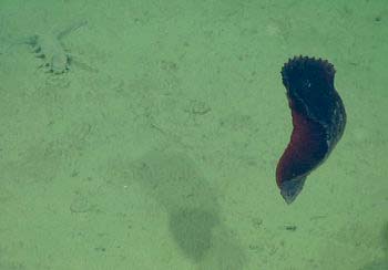 A sea cucumber swims just up off the seafloor at 3,000 meters (9,842 feet).