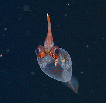 Taonius borealis.