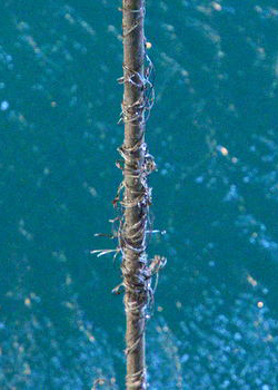 Fraying of the external sheath on the ROV tether.