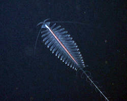download bioluminescent worms download bioluminescent worms