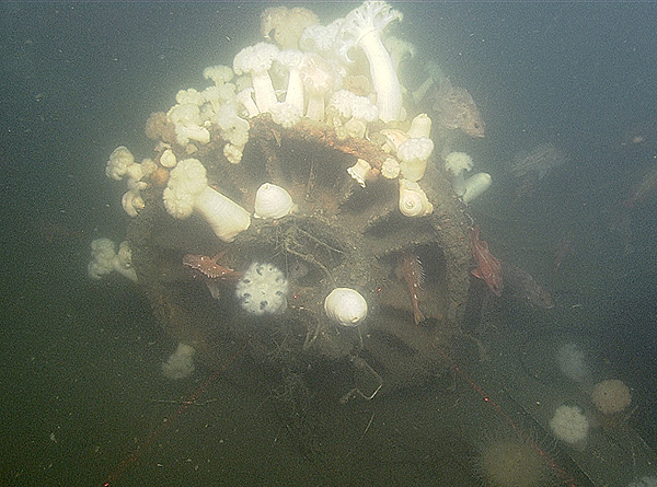 One of two jet engines discovered in September 2014 on the Monterey Bay seafloor. The engine has been colonized by rockfish and sea anemones. Image: © 2014 MBARI