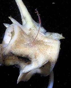 fishbones-close-250