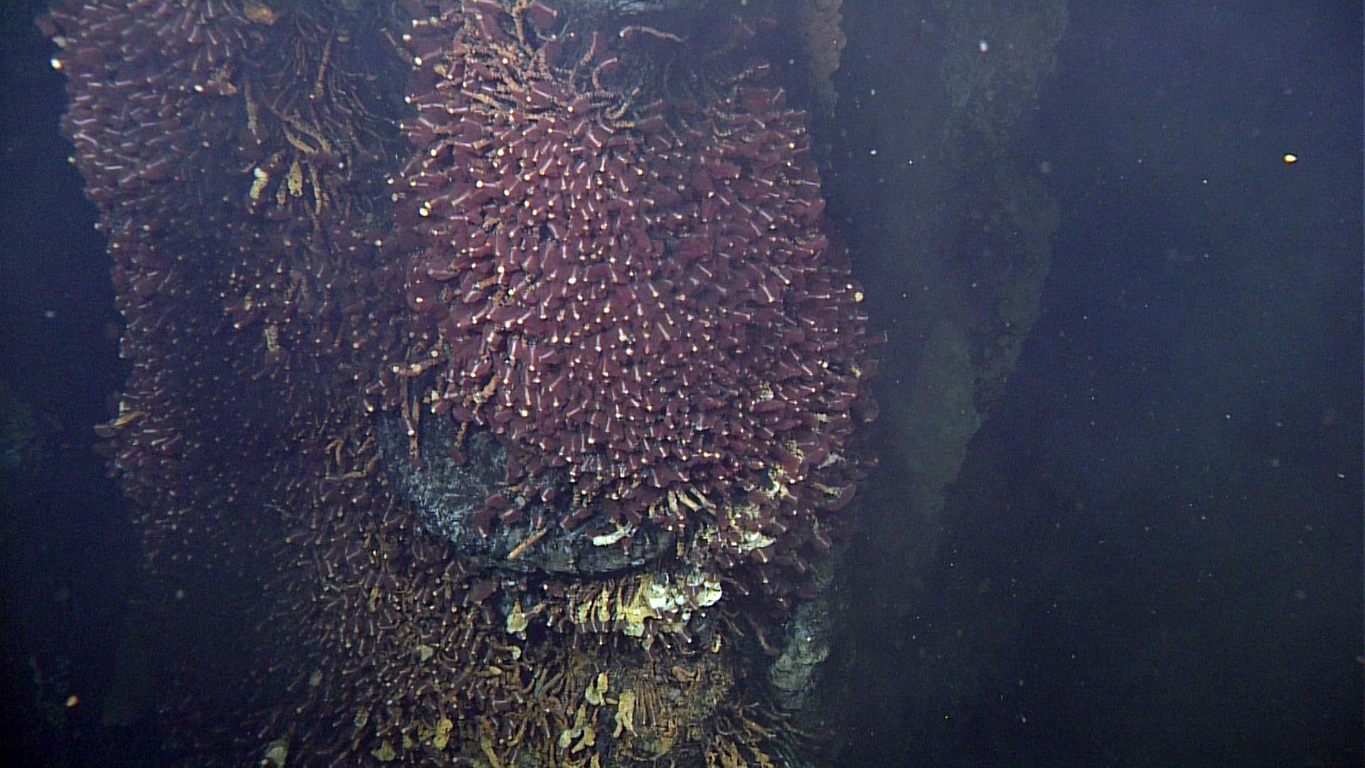 Tubeworms (Ridgeia) growing in a dense cluster on the side of a tall black smoker chimney. Palm worms (Paralvinella) were found above these tubeworms, closer to the vent orifice.