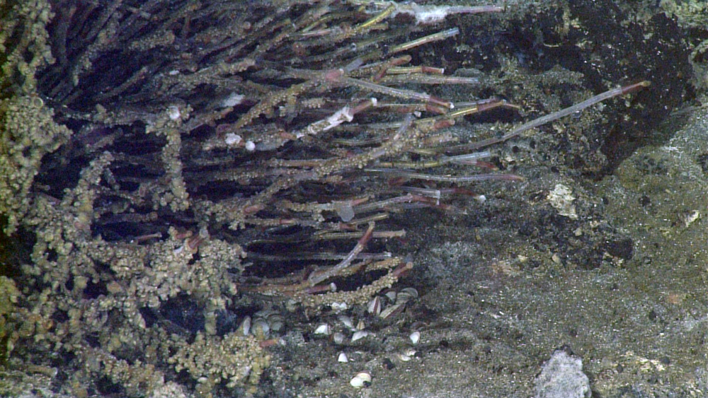 Close-up of the long, skinny morphotype of Ridgeia piscesae.