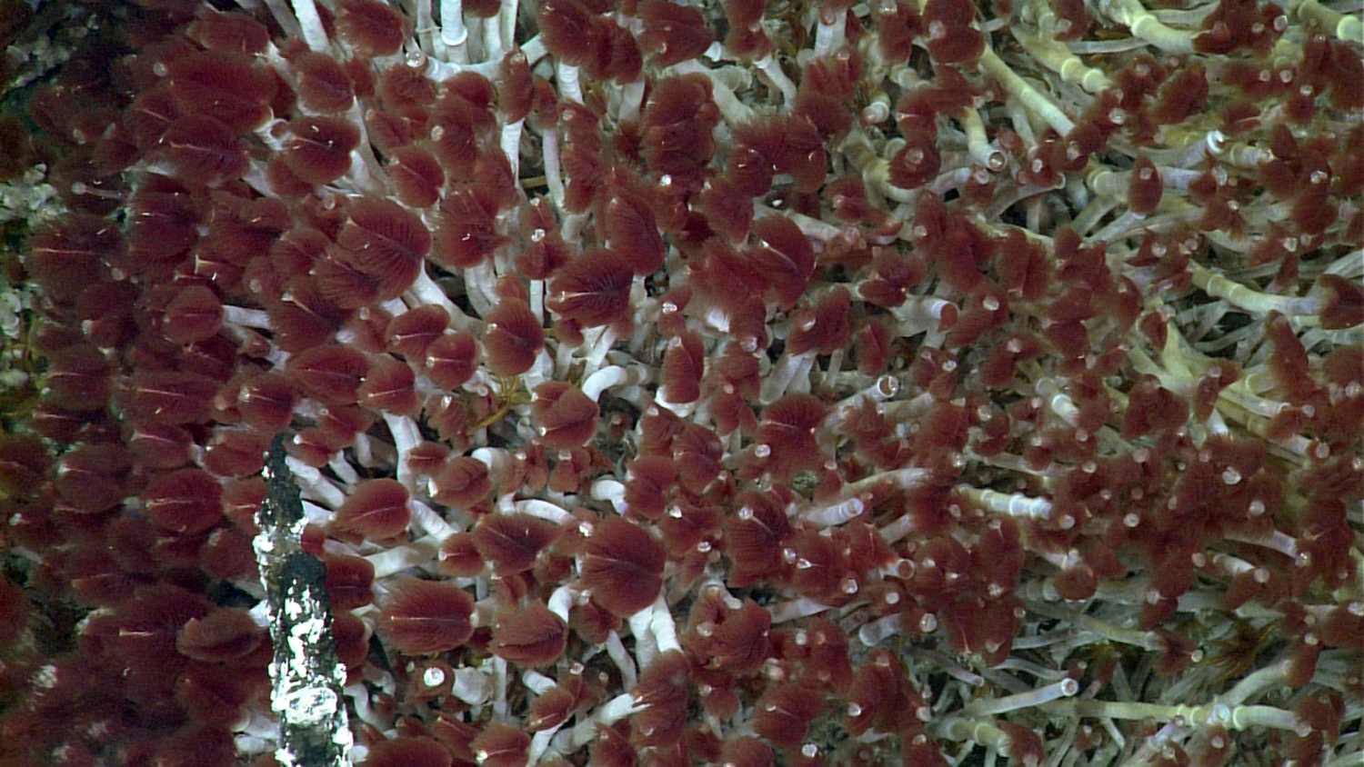 This large chimney is densely populated with the short, fat morphotype of Ridgeia piscesae, a few of which the manipulator arm is about to collect.