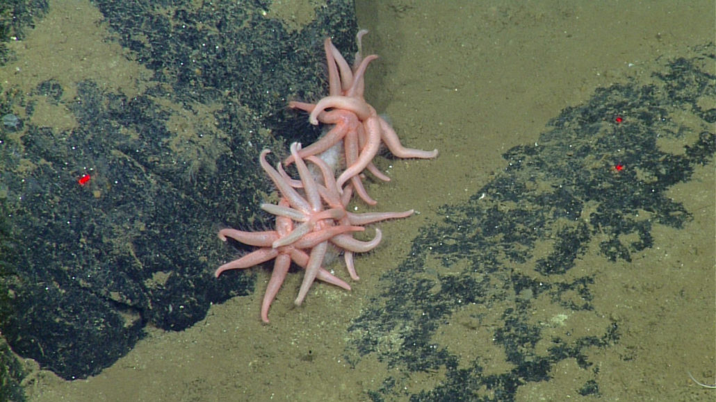 Push core sampling at the Vance Segment • MBARI