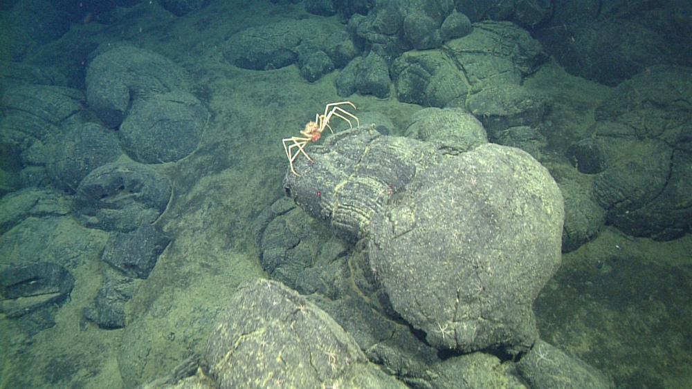 A large crab (Macroregonia macrochira, about 35 cm across) is perched on a large lava pillow.