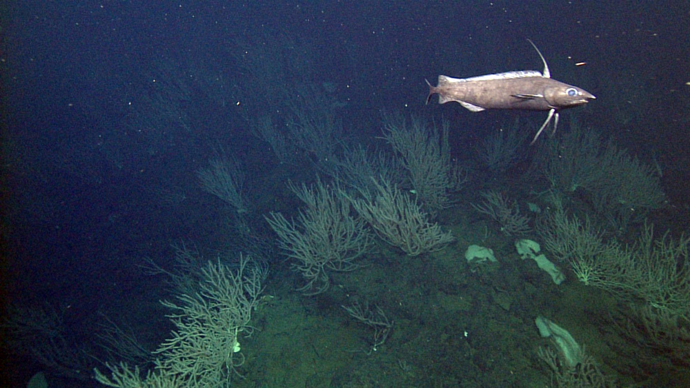 A codling, Antimora microlepis, swims above the dense thickets of bamboo corals (Keratoisis sp.) that were observed at Guide Seamount.