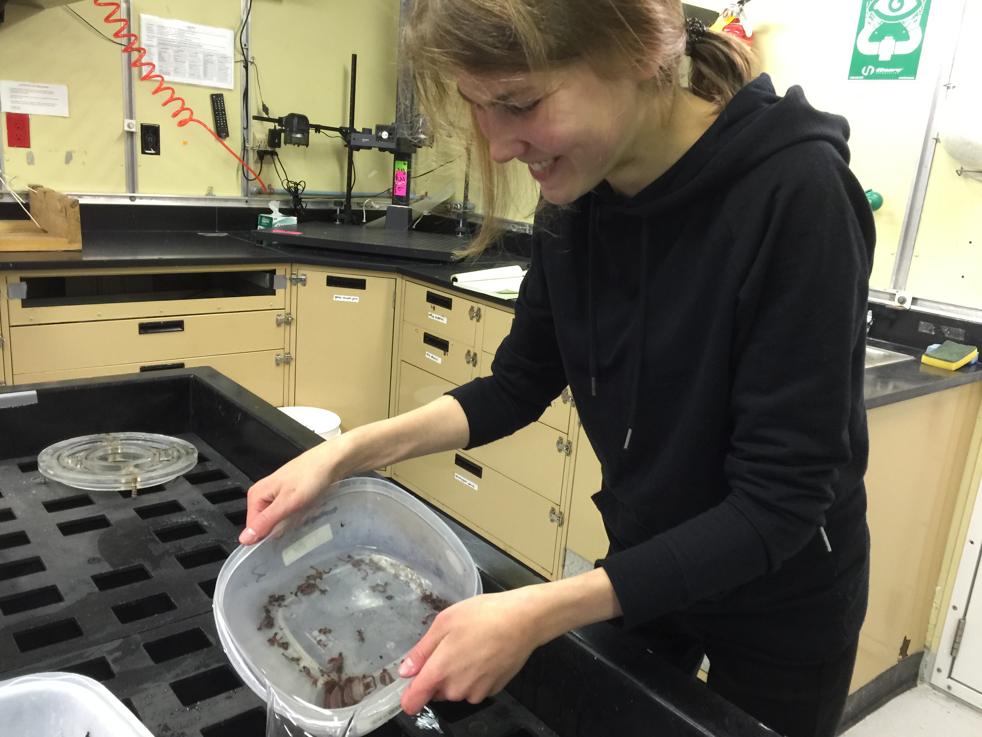 Corinna has picked palm worms from the suction sample taken from the hydrothermal chimney for genetic analysis.