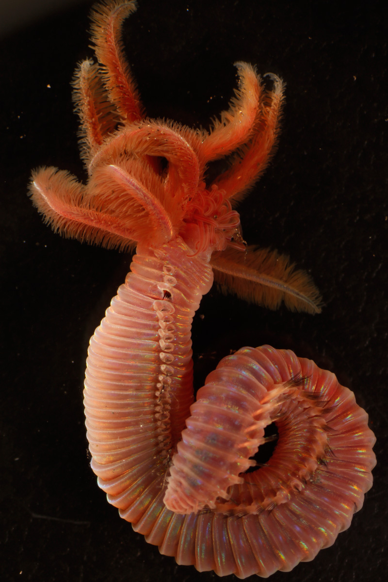 One of two species of palm worm (Paralvinella) we collected yesterday from the CASM hydrothermal vents, as seen under Greg's microscope. It is about 2 cm long