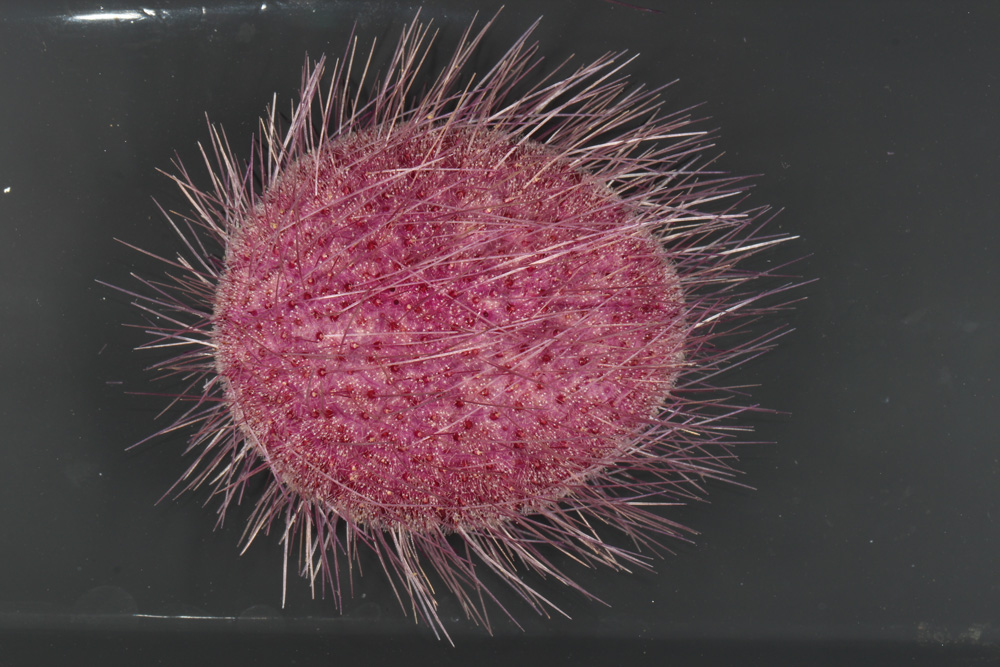 Microscopic view of a beautiful sea urchin we collected yesterday in a push core. It is likely a new species in the genus Pilematechinus and is about 10 cm long.